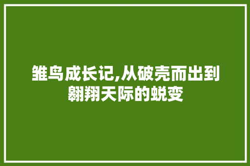 雏鸟成长记,从破壳而出到翱翔天际的蜕变 职场应用